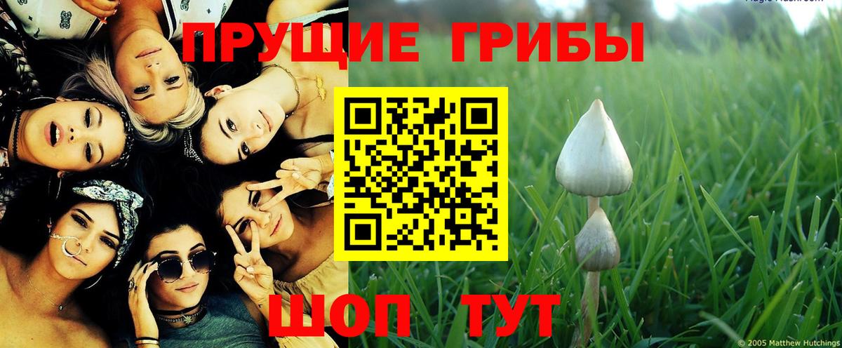 купить  сайты  Галлюциногенные грибы Psilocybine cubensis  Вход с VPN  Черняховск 